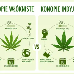 Konopie siewne a indyjskie: Jak odróżnić i uniknąć problemów?