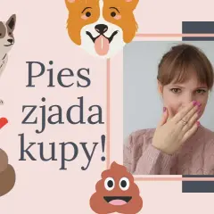 Jak oduczyć szczeniaka jedzenia kupy i uniknąć nieprzyjemności
