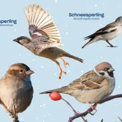Vier Spatzenarten: Haussperling, Schneespatz und Feldspatz. Ein Haussperling fliegt, ein anderer sitzt auf einem Ast.
