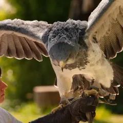 Potężny ptak, przypominający harpie, z rozpostartymi skrzydłami, siedzi na rękawicy sokolnika.