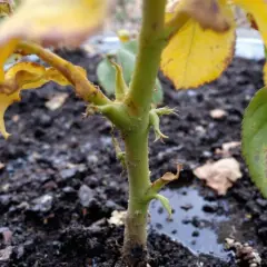 Le rosier trop arrosé montre des feuilles jaunies et des taches brunes. Le sol est détrempé, signe d'un excès d'eau.