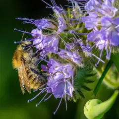 Eine Biene sammelt Nektar auf einer lila Blüte. Die Phacelia Aussaat blüht und lockt Insekten an.