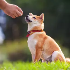 Shiba Inu wpatrzony w rękę z przysmakiem, ćwiczy z behawiorystą dla psa.