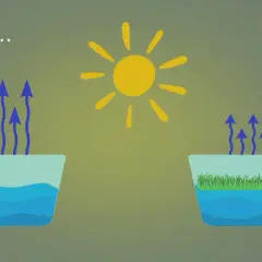 Le soleil stimule le calcul évaporation de l'eau dans deux récipients : l'un avec de l'eau pure, l'autre avec de l'herbe.