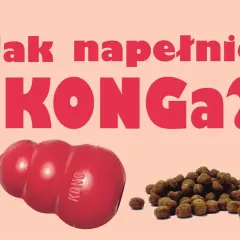 KONG dla psa: Jak używać, napełniać i czyścić? Przewodnik