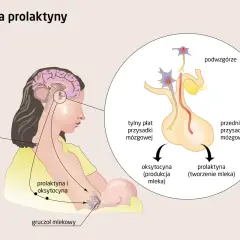 Badanie prolaktyny: kiedy, jak zrobić i co oznaczają wyniki?