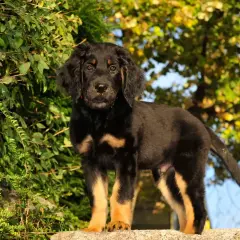 Ein junger Hovawart Hund steht auf einem Stein vor grünem Laub und gelben Bäumen.
