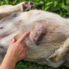 Un chien atteint d'un lymphome, une masse visible sur son ventre. L'espérance de vie sans chimio est une préoccupation majeure.
