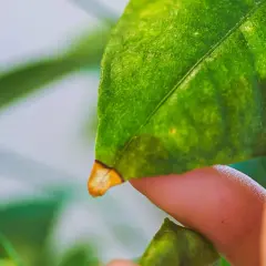 Un doigt examine une feuille de citronnier, révélant une pointe jaunie.