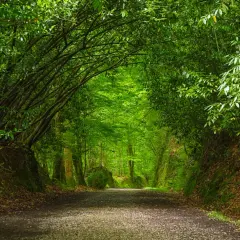 Camino verde y frondoso, ideal para descubrir rutas cerca de Pamplona. Un túnel natural de árboles te invita a explorar.