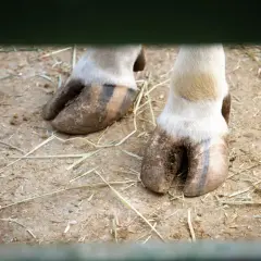 Z bliska widać dwa brudne, ale mocne kopyta konia stojącego na ziemi z sianem.