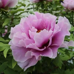 Magnifique pivoine rose aux pétales ondulés, symbole de la saison des pivoines.