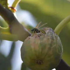 Vespa del fico in azione, un esempio di impollinazione naturale.