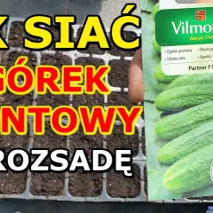Kiedy siać ogórki w domu, aby uniknąć błędów i uzyskać plony
