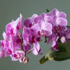 Kwitnący storczyk, czyli piękna orchidea, zachwyca delikatnymi, różowymi płatkami z prążkami.