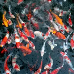 Un banc de poissons carpes aux couleurs vives, orange, blanc et noir, nageant dans une eau sombre. On dirait une joyeuse troupe de bébé carpe.