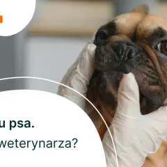 Pies wymiotuje: Kiedy do weterynarza? Lista objawów alarmowych