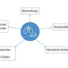 Schema zeigt, wie Rauchen zu COPD führt: Reizung, Ungleichgewicht von Enzymen/Schadstoffen, strukturelle Lungenveränderungen & vermehrte Schleimproduktion.
