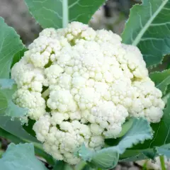En vit blomkål växer frodigt bland gröna blad. En härlig syn för den som vill odla blomkål.