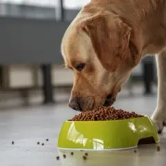 Qué come un perro: alimentos esenciales para su salud y bienestar