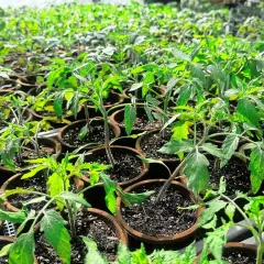 Viele junge Tomatenpflanzen wachsen in kleinen Töpfen in einem Gewächshaus.