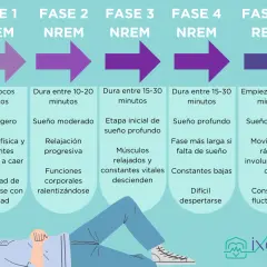 Ilustración de las fases del sueño, desde NREM hasta REM, con descripciones de cada etapa.