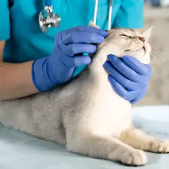 Weterynarz w niebieskich rękawiczkach bada brudne uszy u kota. Obok stoi fiolka z lekiem.