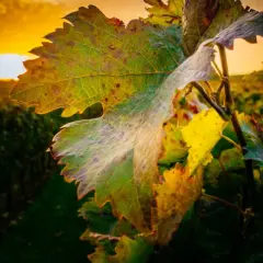 Jak długo fermentuje wino? Kluczowe czynniki wpływające na czas fermentacji