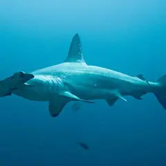 Un majestuoso tiburón martillo nada en aguas azules profundas, con su distintiva cabeza en forma de martillo mirando hacia la izquierda.