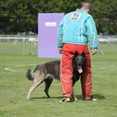 Un chien noir, en plein dressage au mordant, se faufile entre les jambes d'un homme portant un équipement de protection.