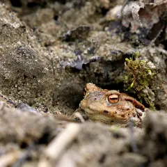 Ropucha szara w swoim naturalnym środowisku. Ciekawostki o jej kamuflażu i trybie życia.