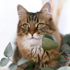 Eine Katze mit grünen Augen sitzt zwischen Eukalyptusblättern. Vorsicht vor Eukalyptusvergiftungssymptomen bei Haustieren.