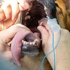 Veterinario examina la boca de un perro con un tubo de anestesia. La pregunta de cuanto vive un perro con colapso traqueal es importante.