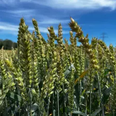 Kłosy pszenicy banatus dojrzewają na tle błękitnego nieba z chmurami.