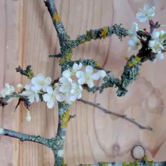 Zweige mit zarten weißen Blüten und Moos vor Holz Hintergrund. Ein Gruß zum Barbaratag, welche Zweige blühen bald?