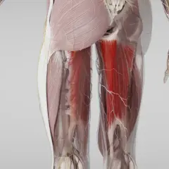 Detailansicht der Beinmuskulatur mit hervorgehobenem Adductor magnus. Nerven und Blutgefäße sind ebenfalls sichtbar.
