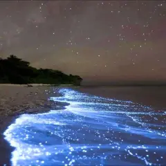 Nocne Malediwy: plaża rozświetlona bioluminescencyjnym morzem gwiazd, pod rozgwieżdżonym niebem.
