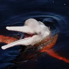 Uśmiechnięty, różowy delfin wynurza się z ciemnej wody, ukazując swoje zęby i pomarańczowe płetwy.