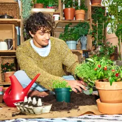 Ung man planterar chiliplantor i krukor. En röd vattenkanna och jord finns nära till hands.