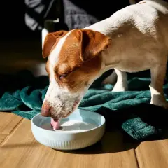 Perro Jack Russell bebe leche para perros de un cuenco azul sobre una manta verde.