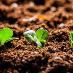 Germogli verdi spuntano da un terriccio senza torba, promettendo una nuova vita.