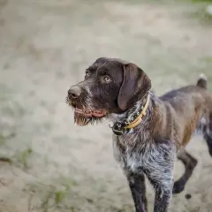 Ein brauner Deutsch Drahthaar, eine vielseitige jagdhund rasse, steht auf sandigem Boden.