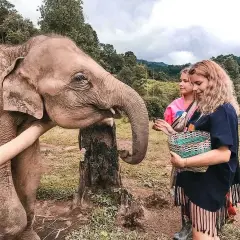 Besuch einer thailand elefanten auffangstation. Ein Elefant streckt seinen Rüssel nach Futter aus, das ihm zwei Frauen reichen.