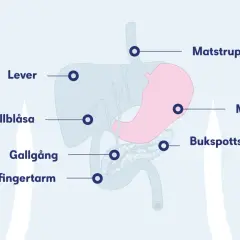 Diagram över matsmältningsorganen, inklusive magsäck, lever och bukspottkörtel. Kan visa symtom på inflammation i magen.