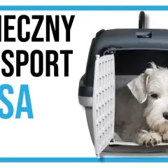 Biały piesek siedzi w otwartym transporterze.
