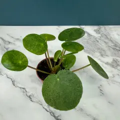 En krukväxt med runda, gröna blad som liknar myntablad. Bladen på denna pilea mojito har en marmorerad, ljusgrön textur.