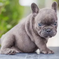 Uroczy buldog francuski miniaturka z wielkimi oczami siedzi na ciemnej powierzchni, z zielonym tłem.