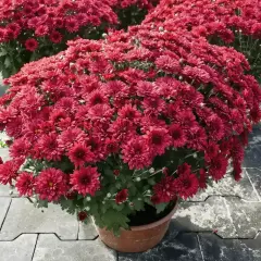 Gęste, czerwone chryzantemy, symbol kwiatu śmierci, kwitną obficie w doniczkach na tle szarej kostki brukowej.