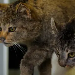 Zwei Katzen, eine mit wilderem Fell, die andere ein Hauskatze hybrid, blicken neugierig in die Ferne.