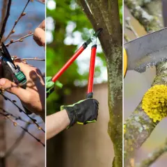 Przycinanie wiśni: sekator do drobnych gałązek, nożyce do grubszych, piła do grubych konarów. Czas na pielęgnację drzew owocowych.